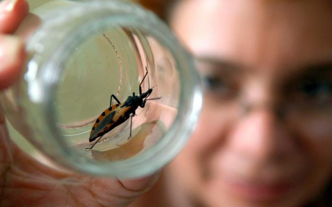 Chagas: investigadores avanzan en estudios de la infección parasitaria