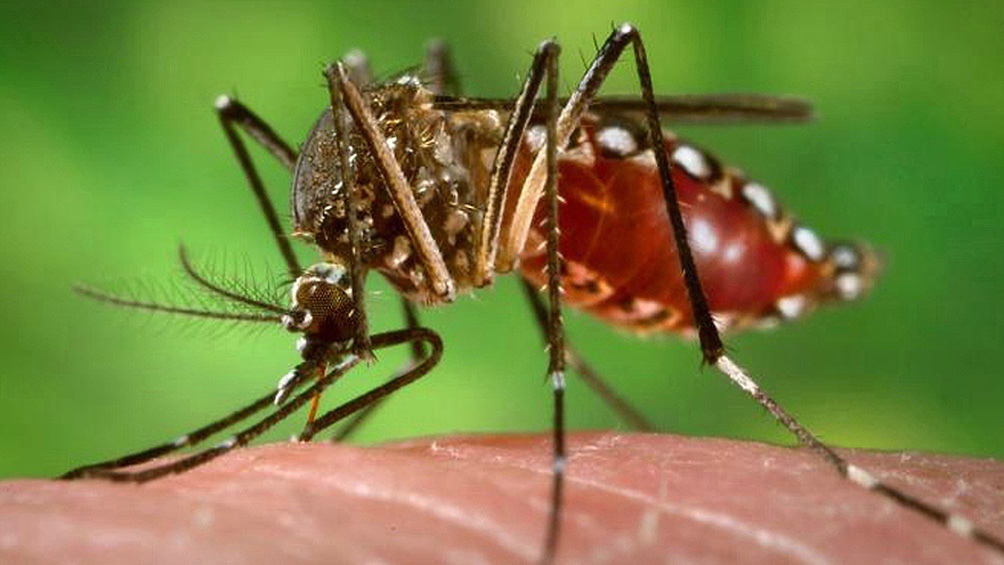 Científicas argentinas buscan detectar casos de infectados con dengue y coronavirus