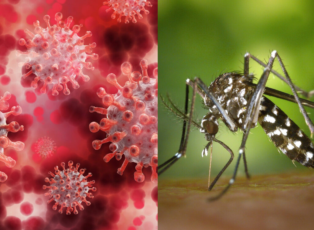 Científicas argentinas infectados con dengue y coronavirus
