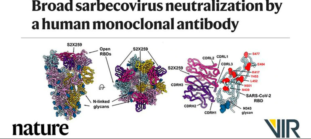 Vir Biotechnology sobre un anticuerpo