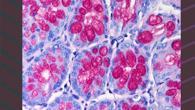 Criptas intestinales