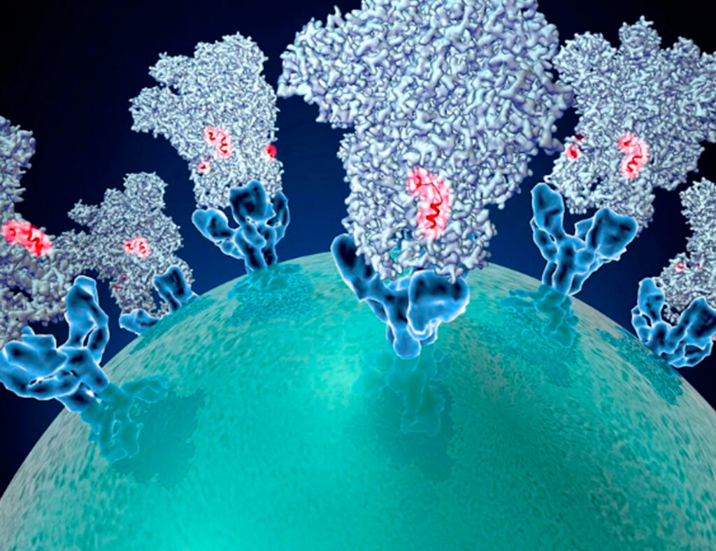 Estructura de la proteína de entrada de un coronavirus