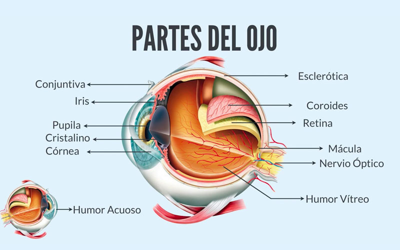 Partes del ojo