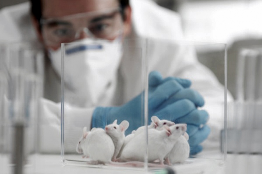 Médula espinal investigación