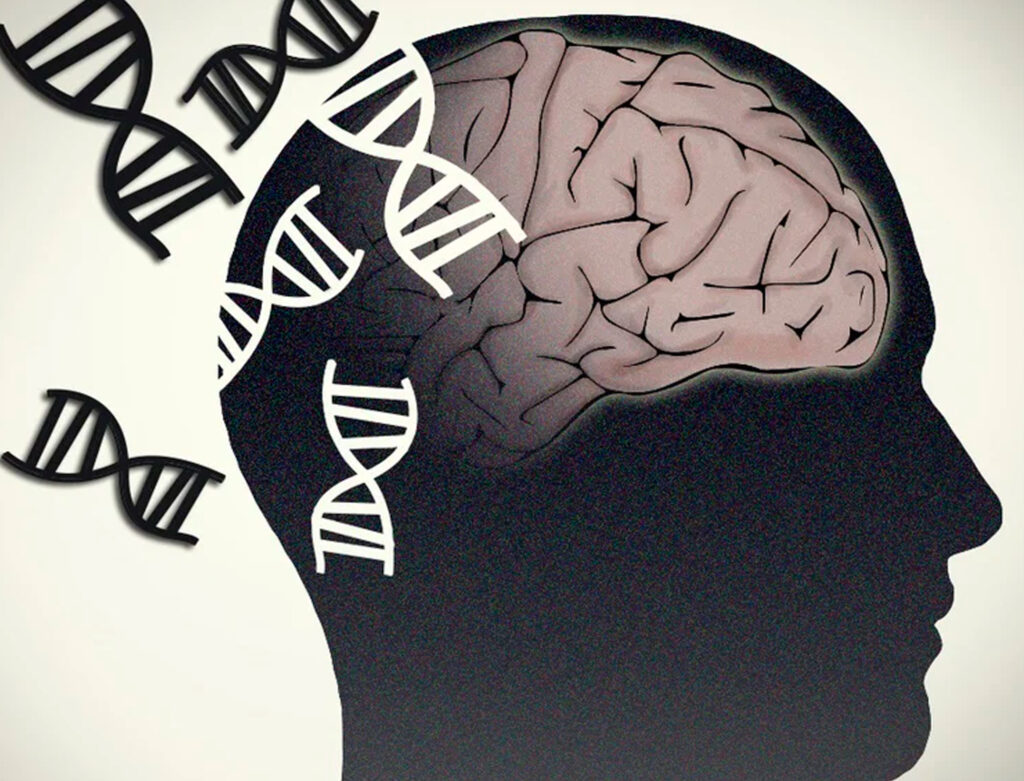 Cerebro y genética