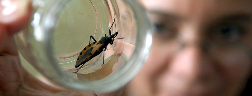 Descubren que un fármaco usado para la hipertensión puede inhibir el Mal de Chagas