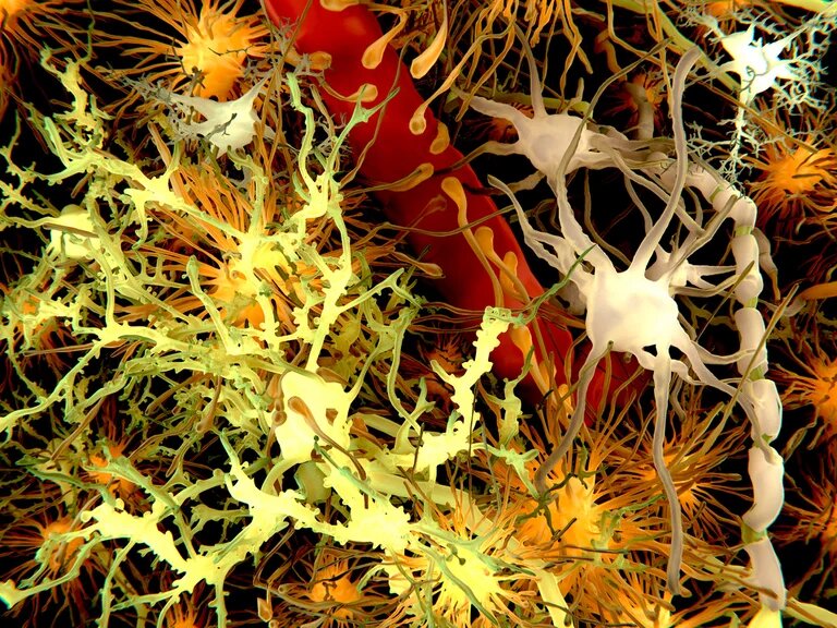 Cambios estructurales y fisiológicos en el cerebro