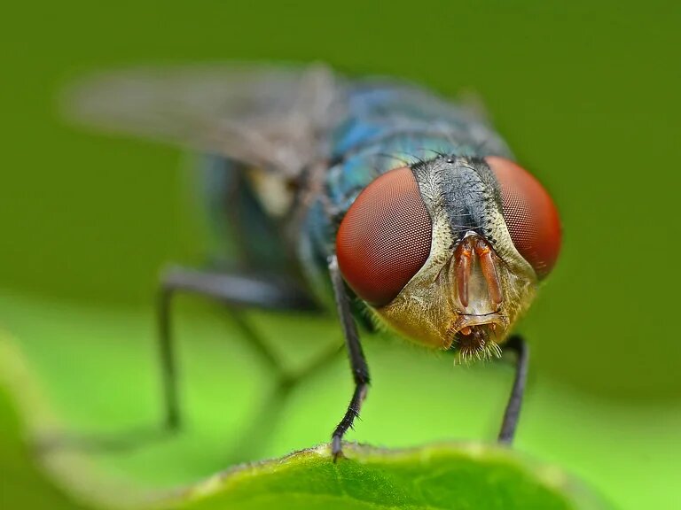 Mosca fruta