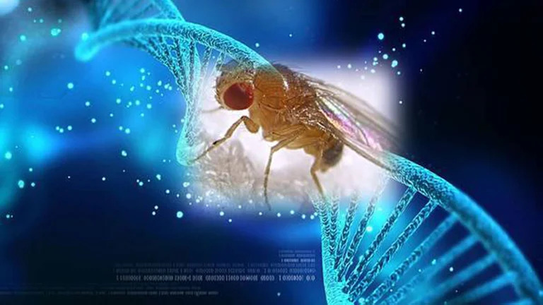 Proteína RIM_1