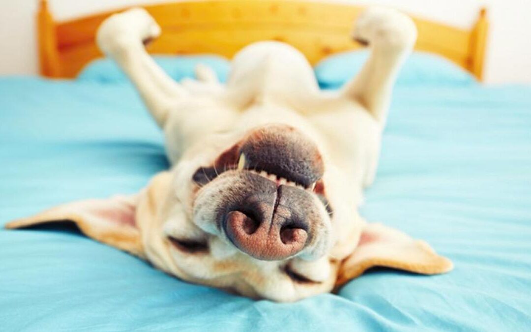 Mitos, realidades y consejos saludables sobre dormir con las mascotas