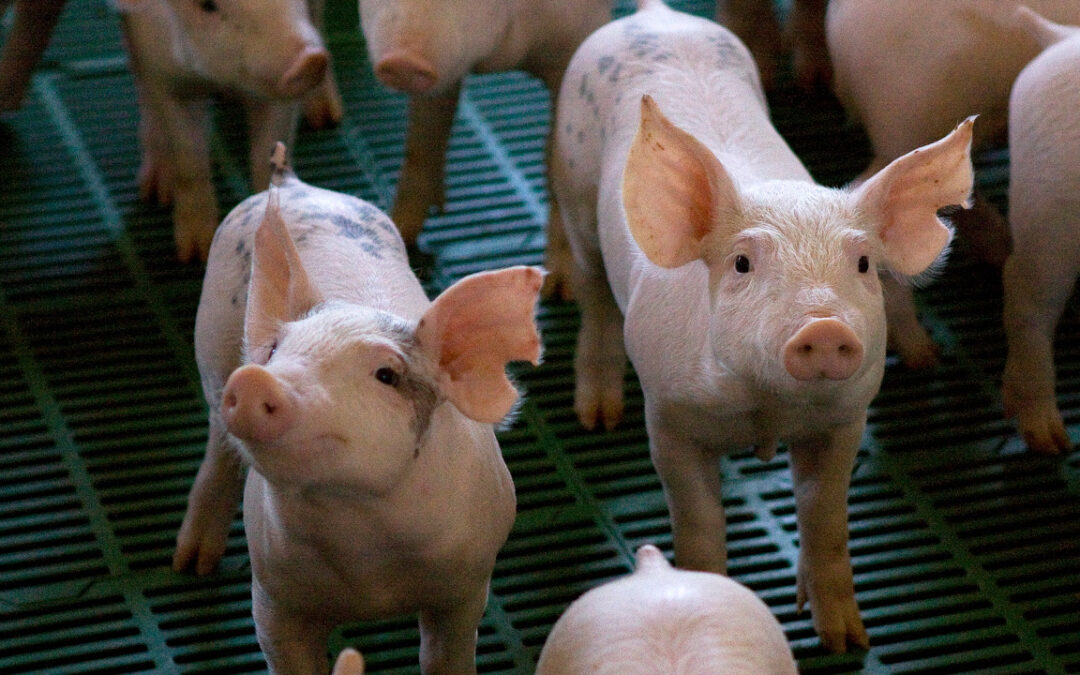 Triquinosis: la venta callejera de carne, chacinados y embutidos de cerdo está prohibida
