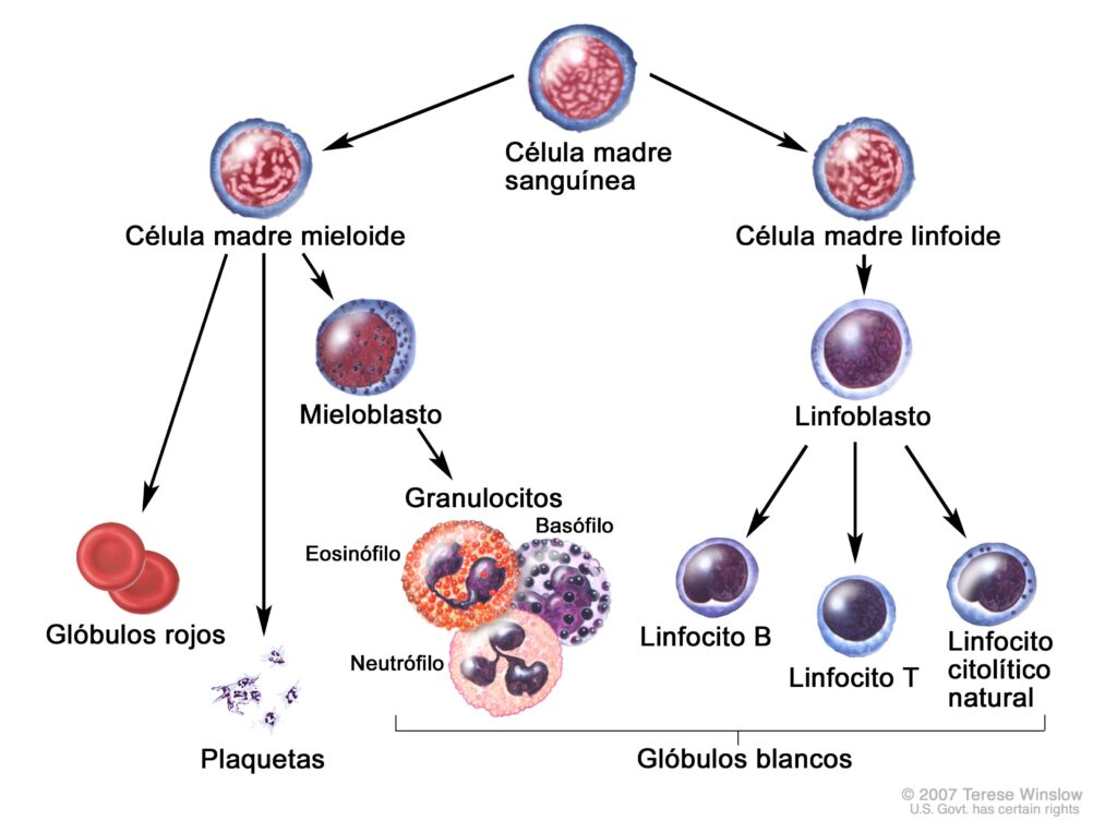 Leucemia linfocítica crónica