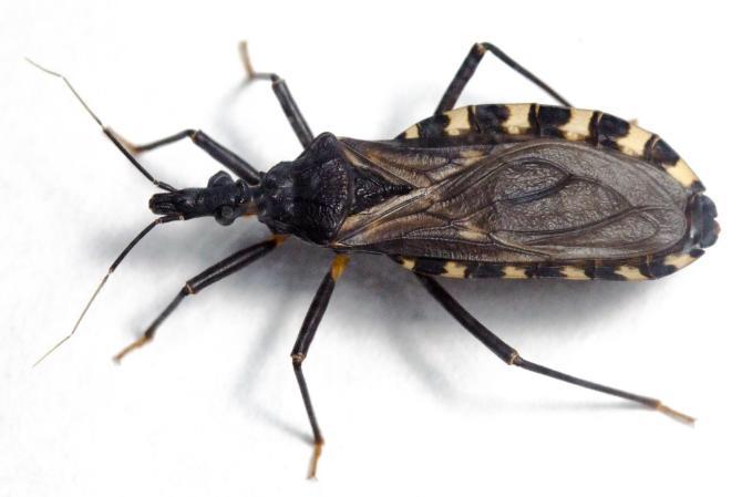 Chagas