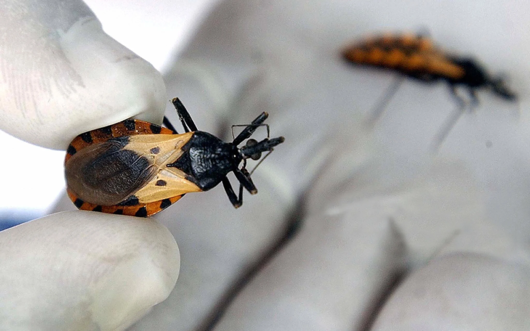 Mendoza adhiere al Día Nacional por una Argentina sin Chagas