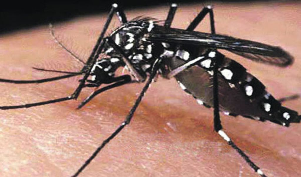 Dengue