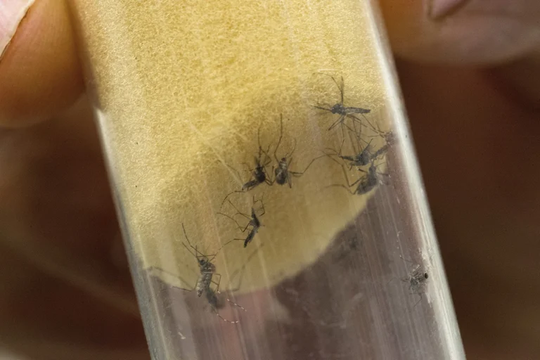Aedes aegypti-Zika
