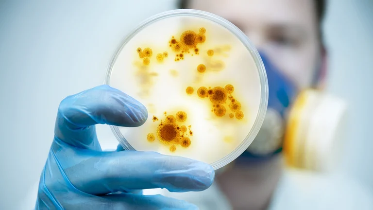 En qué forma el virus del Zika utiliza células humanas para reproducirse