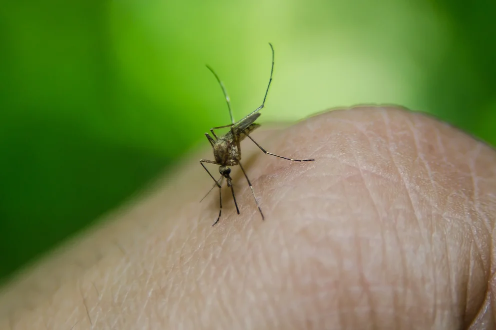 Temporada de dengue: qué recaudos tomar para prevenir la enfermedad durante las vacaciones