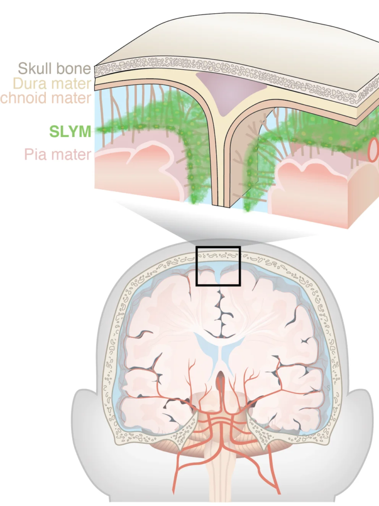 La nueva capa del cerebro se llama SLYM