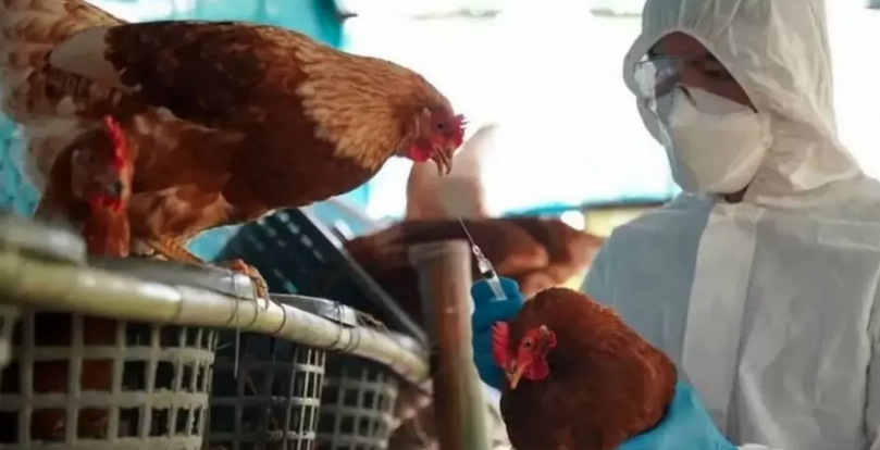 Gripe aviar: una niña de 11 años murió tras infectarse con el virus H5N1