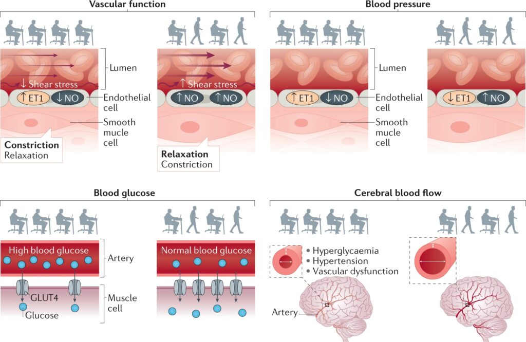 Riesgo cardiovascular por inactividad física