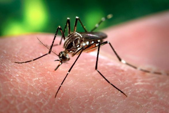 Cambio climático y aumento de los mosquitos que transmiten dengue, chikungunya o zika