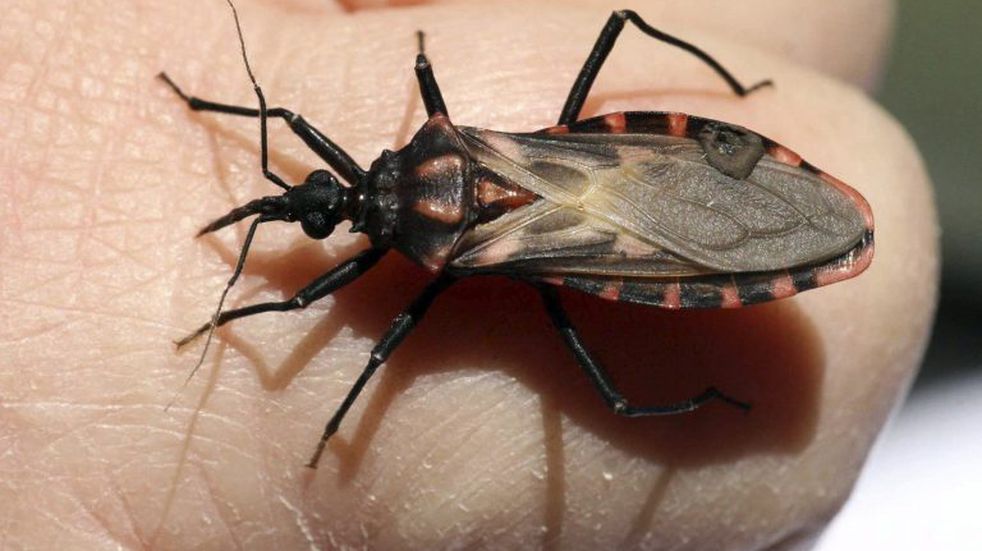 Día Mundial de la Enfermedad de Chagas: Mendoza trabaja en la prevención en territorio