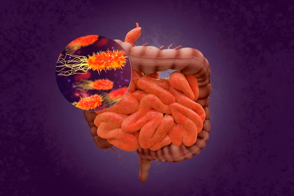 Microbiota intestinal, conjunto de bacterias, levaduras, hongos, virus y otros microorganismos