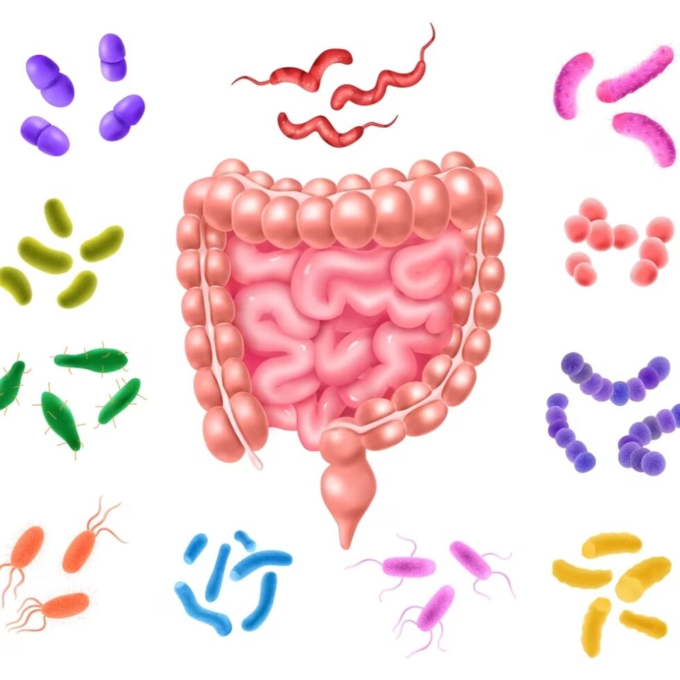 Microbiota Intestinal Aspectos Para Una Vida Saludable Desde La