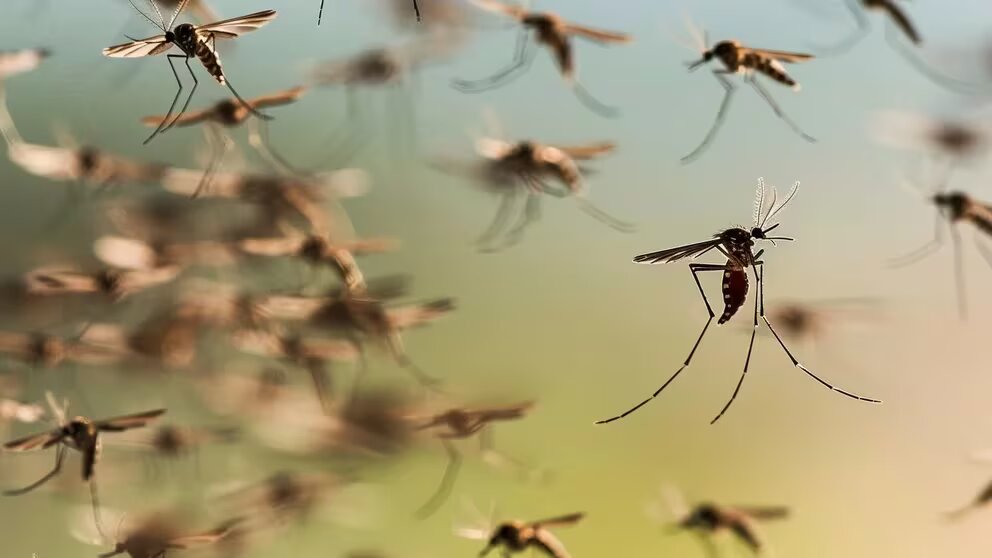 Invasión de mosquitos: por qué pican más fuerte y son más resistentes