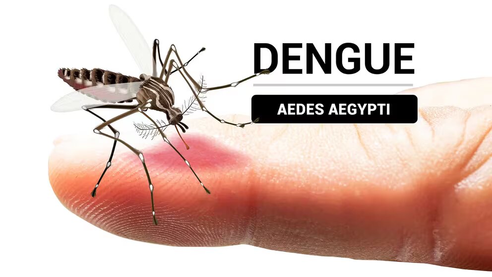 Cómo identificar al mosquito del dengue y en qué momento del día pica más