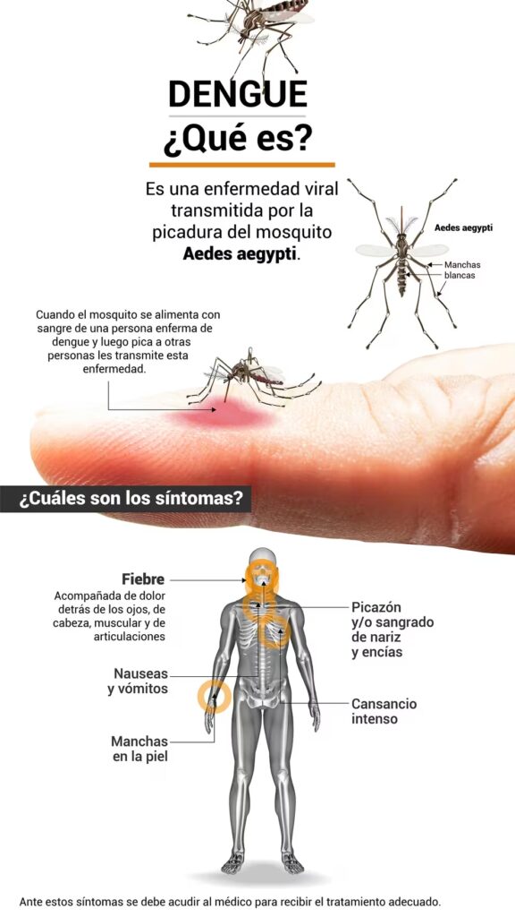 Mosquito Aedes aegypti-Dengue