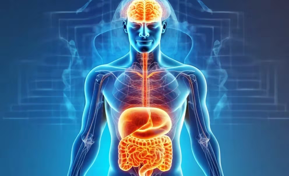 Microbiota intestinal 