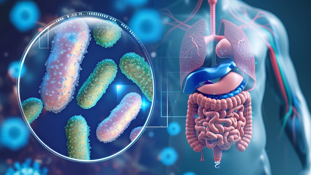 Desarrollan un atlas molecular que revela cómo el intestino responde a los alimentos ingeridos y a los tratamientos