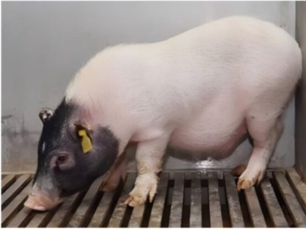 Hígado de cerdo